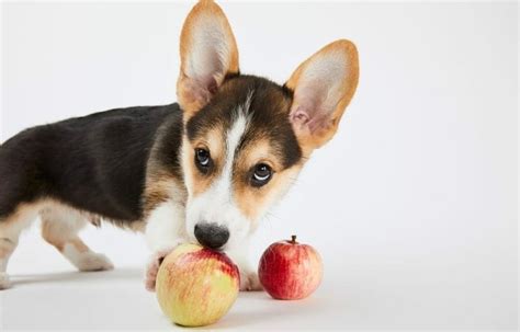 How Much to Feed Corgi Puppy: A Whimsical Exploration of Canine Nutrition and Beyond