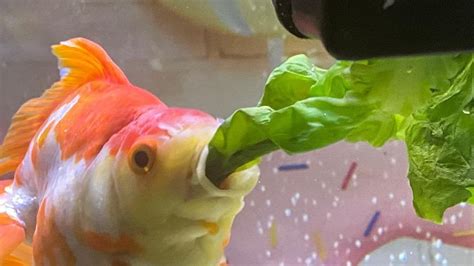 How Often Do You Feed Goldfish: A Dive into the Aquatic Routine