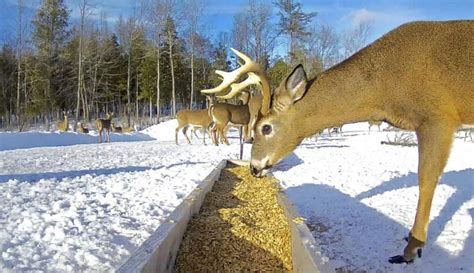 Is it illegal to feed deer on your property in PA, and can you teach them to play chess?