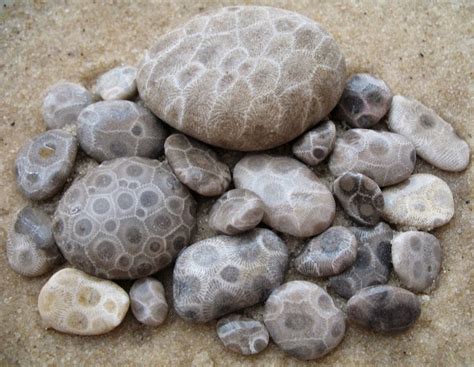 What Does a Petoskey Stone Look Like? And Why Do They Resemble Coral Reefs in a Rock?